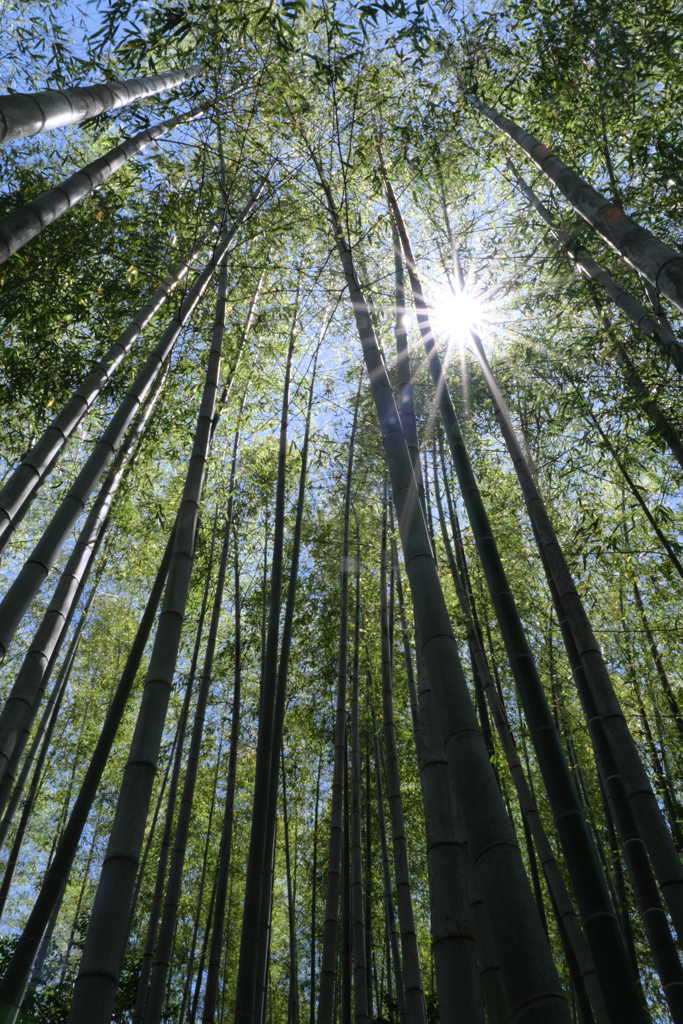 新緑眩しい丈山苑（Part2）＃７