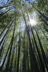 新緑眩しい丈山苑（Part2）＃７