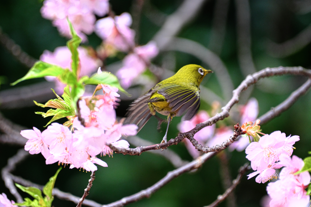 河津桜とメジロちゃん＃６