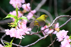 河津桜とメジロちゃん＃６