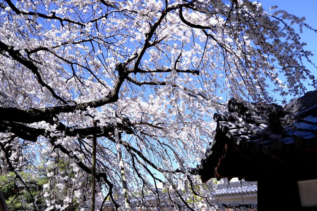 専修坊の枝垂れサクラ満開＃１０