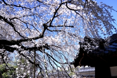 専修坊の枝垂れサクラ満開＃１０