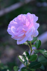 ミササガパークの秋バラ＃７