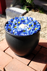 岡崎市・菅生神社の花手水＃１