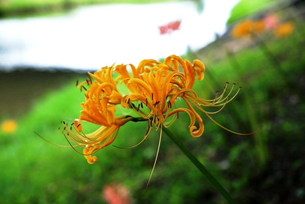 今年も咲き始めたリコリスの花＃３