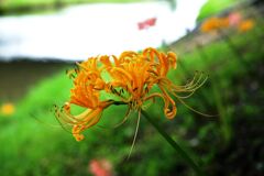 今年も咲き始めたリコリスの花＃３