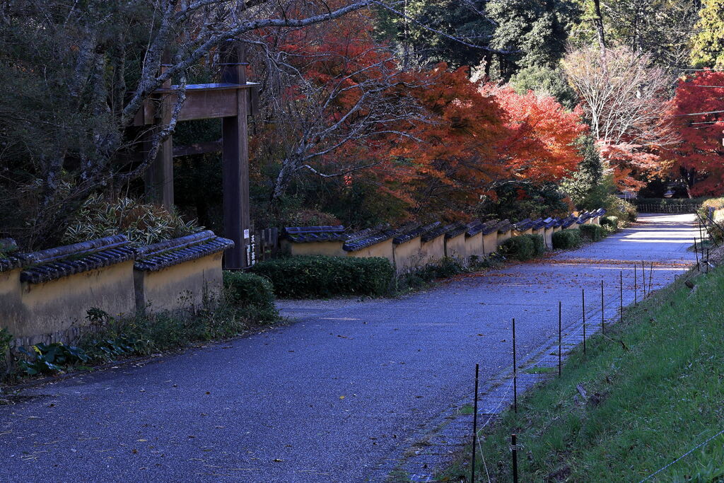 見頃を迎えた松平郷の紅葉＃６