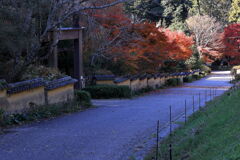 見頃を迎えた松平郷の紅葉＃６