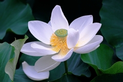 水辺公園の蓮の花＃８