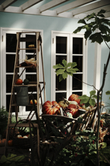 秋本番デンパークとハロウィン＃７