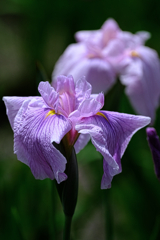 今年も逢いに菖蒲の花＃５