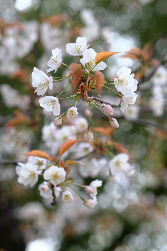 近所の神社で咲き始めたサクラたち＃９