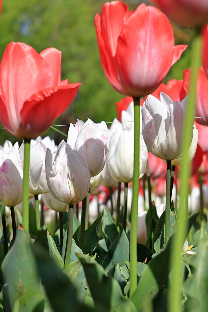 サクラから次の花へ移り変わり＃６