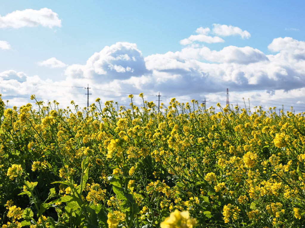 気持ちは晴れる菜の花＃１
