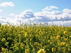 気持ちは晴れる菜の花＃１