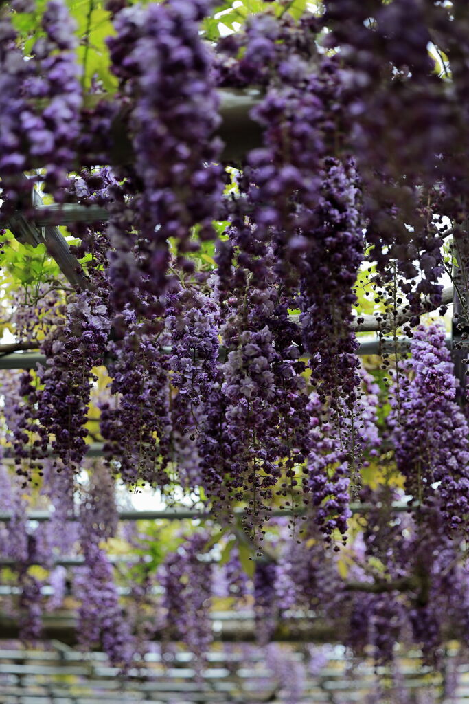 津島市・天王川の藤まつり＃５