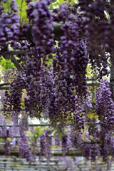 津島市・天王川の藤まつり＃５