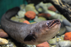 水族館魚たちの撮影＃９