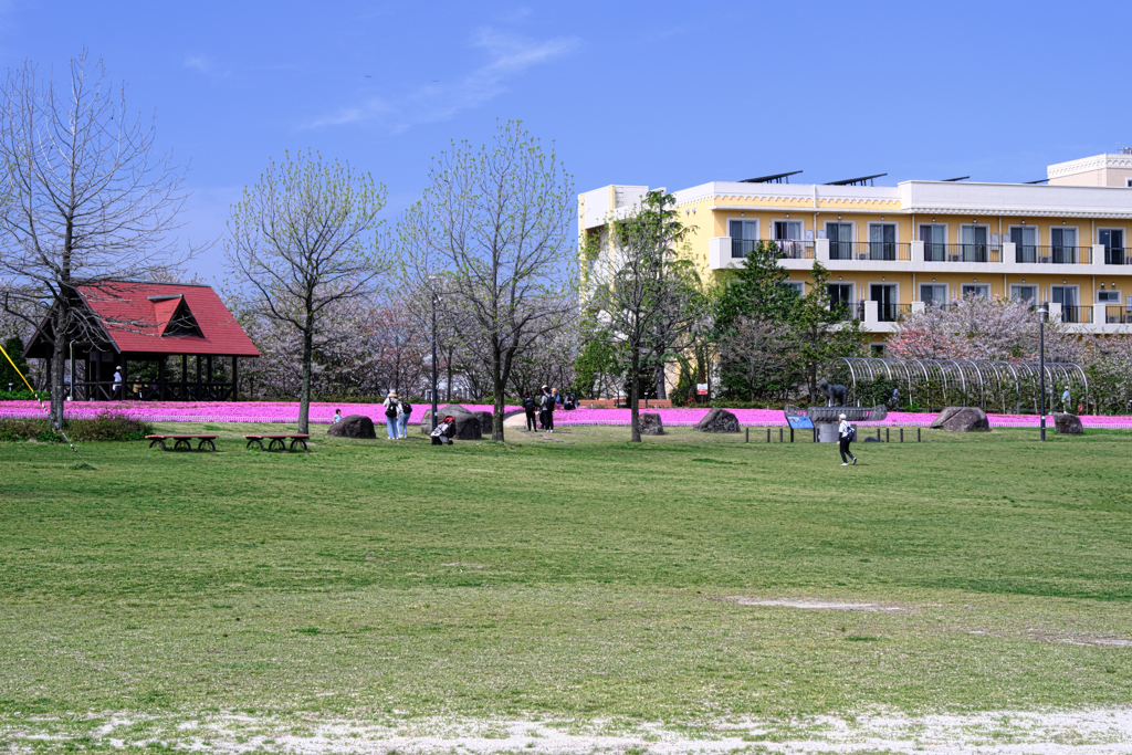 ミササガパークの芝ザクラ見頃＃４