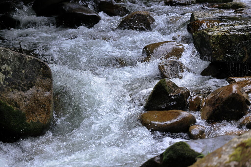 見頃を迎えた岩ツツジ＃５