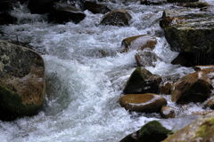 見頃を迎えた岩ツツジ＃５