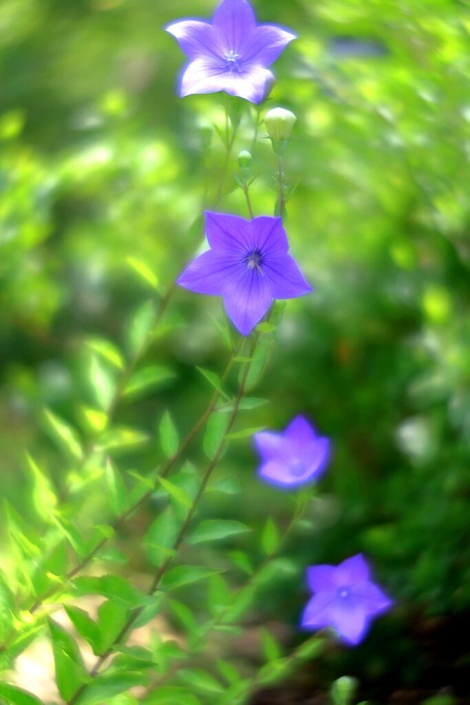 梅雨の晴れ間に出会った花たち＃８