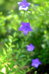 梅雨の晴れ間に出会った花たち＃８