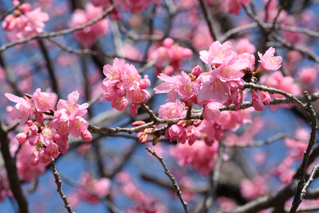 地元で咲き始めた寒緋サクラ＃１