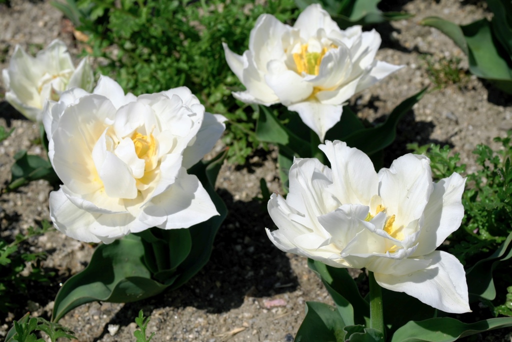 華麗な姿のチューリップ＃７