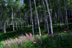 富士見高原・花の里#3