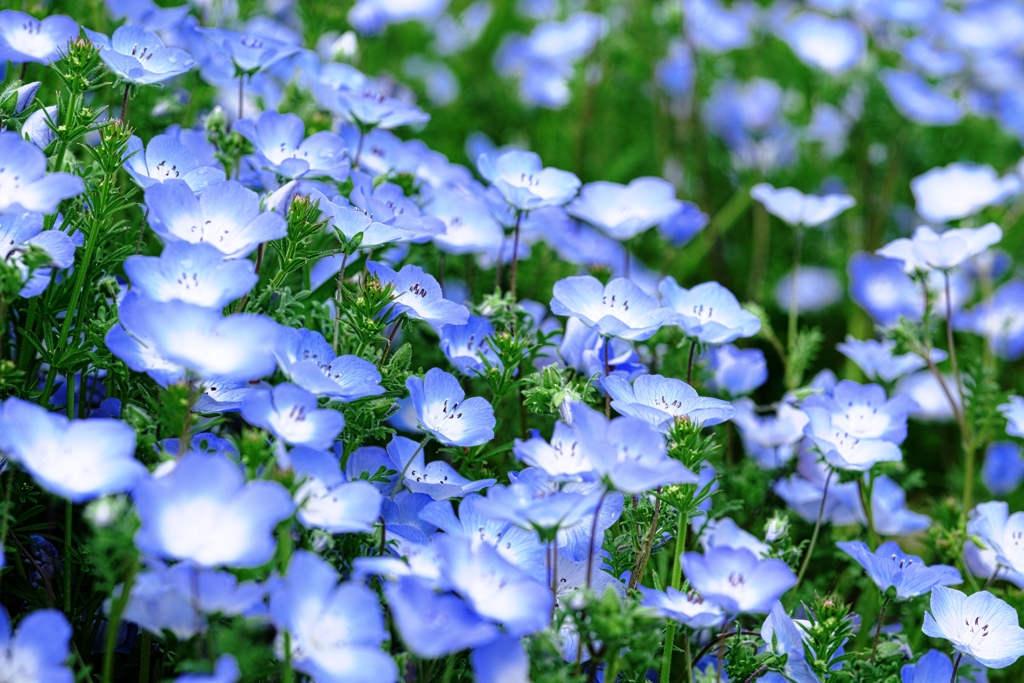 ネモフィラが見頃＃４