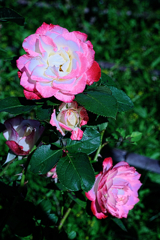 ミササガパークの秋バラ＃７