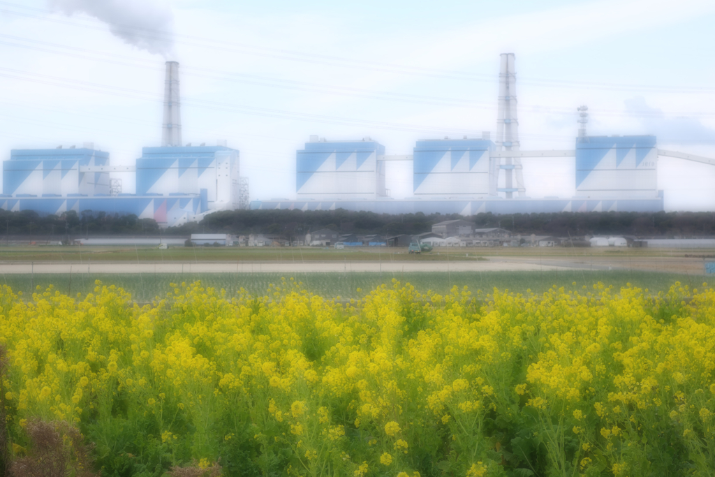 春を告げる花・菜の花＃８