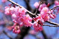 咲き始めた寒緋桜とメジロちゃん#6