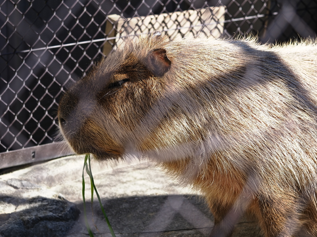 岡崎東公園の動物たち＃６