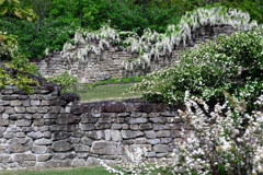 今シーズン見納めの藤の花＃３