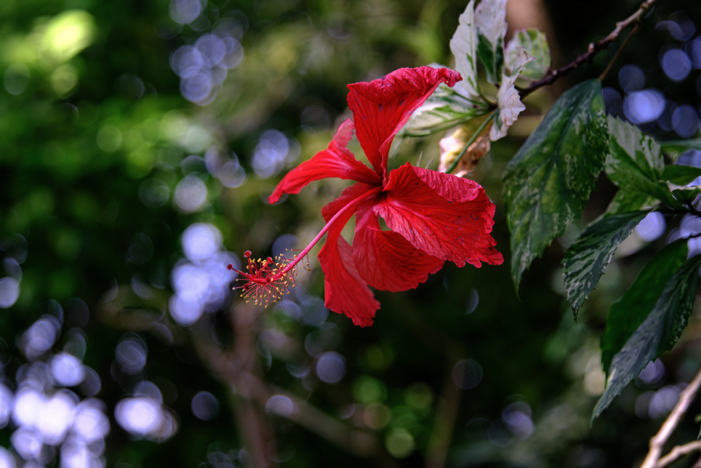 観賞用温室＃３