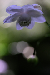 今年もレンゲショウマに逢いに#2