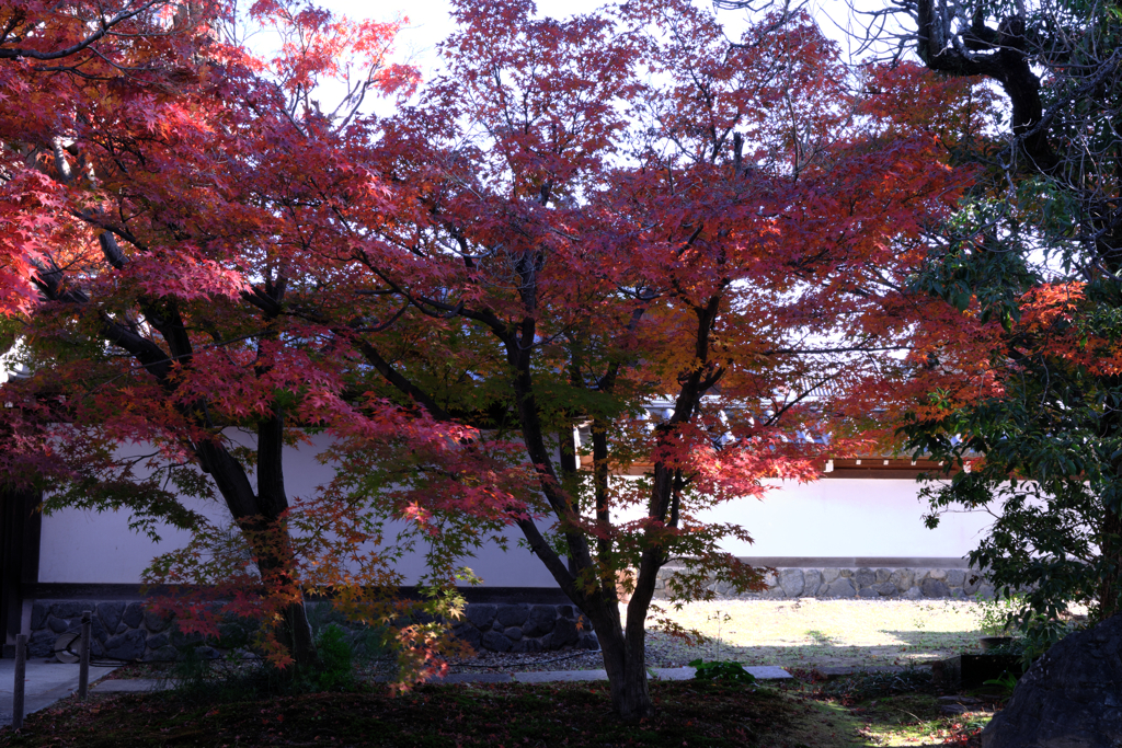 一色町・普元寺の紅葉＃８