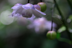 今年もレンゲショウマに逢いに#9