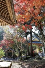 瀬戸市・雲興寺の紅葉#7