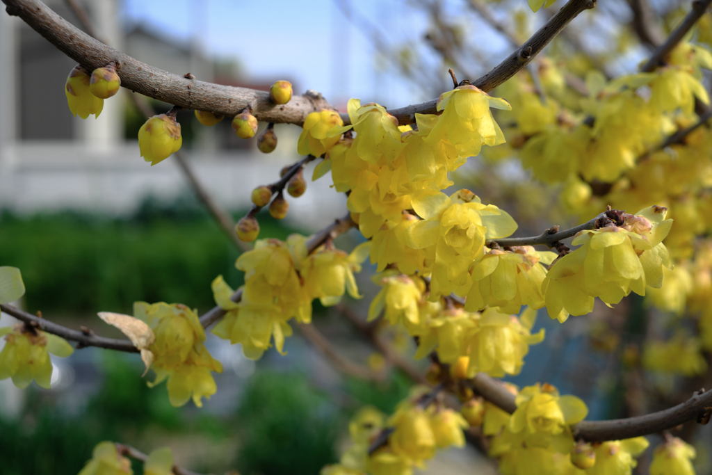 町内にある畑のロウバイが見頃＃４