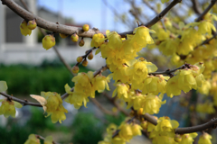 町内にある畑のロウバイが見頃＃４