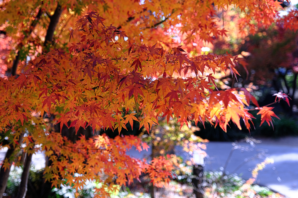 一色町・普元寺の紅葉＃９