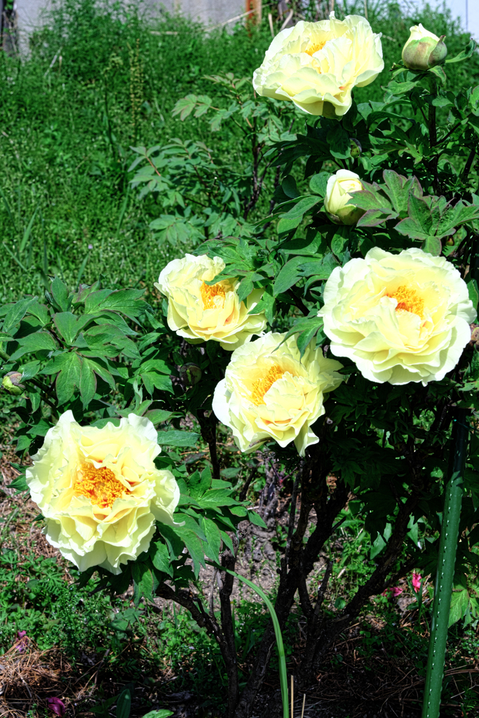 牡丹・芍薬が見頃＃６