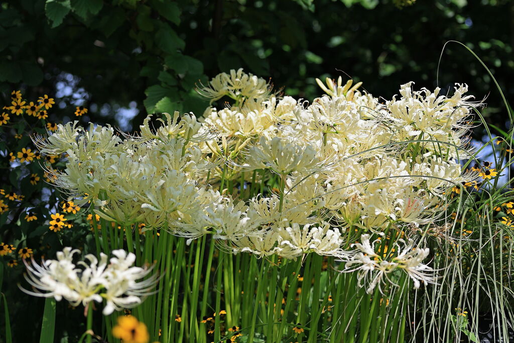 彼岸花で秋の気配＃２