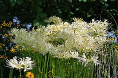 彼岸花で秋の気配#2