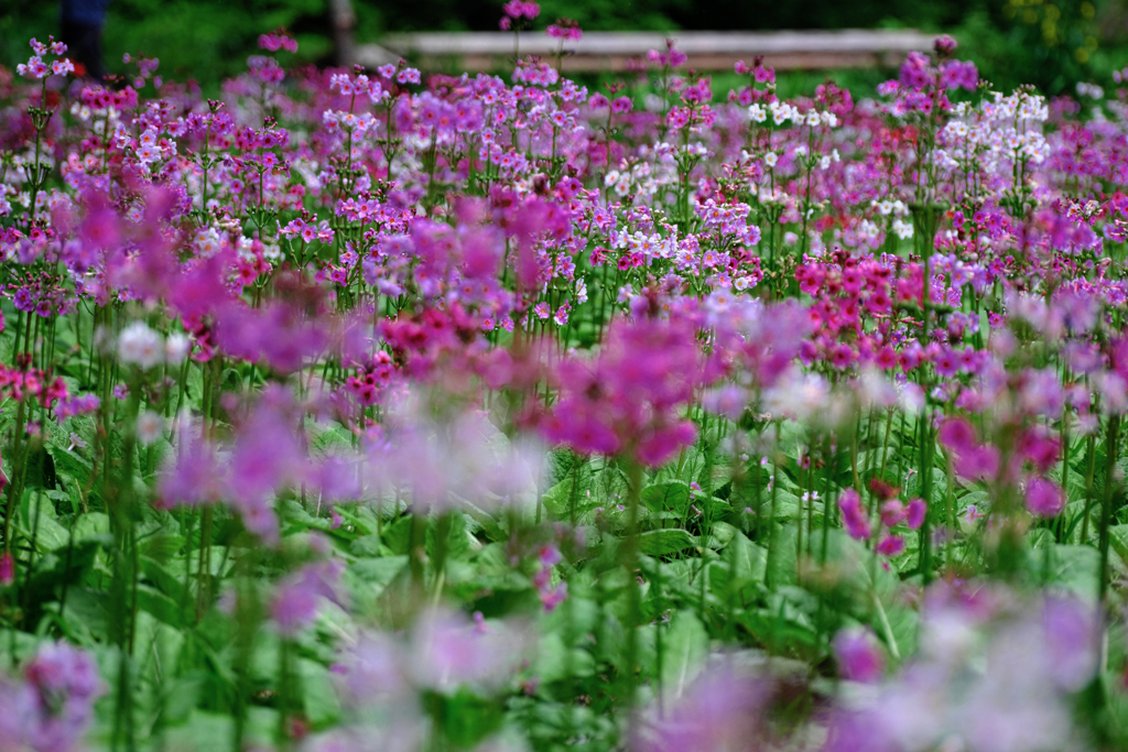 久し振りに会えたクリンソウ＃８