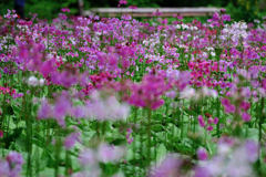 久し振りに会えたクリンソウ＃８