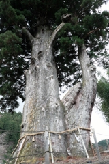 根羽村の『月瀬の大杉』#5